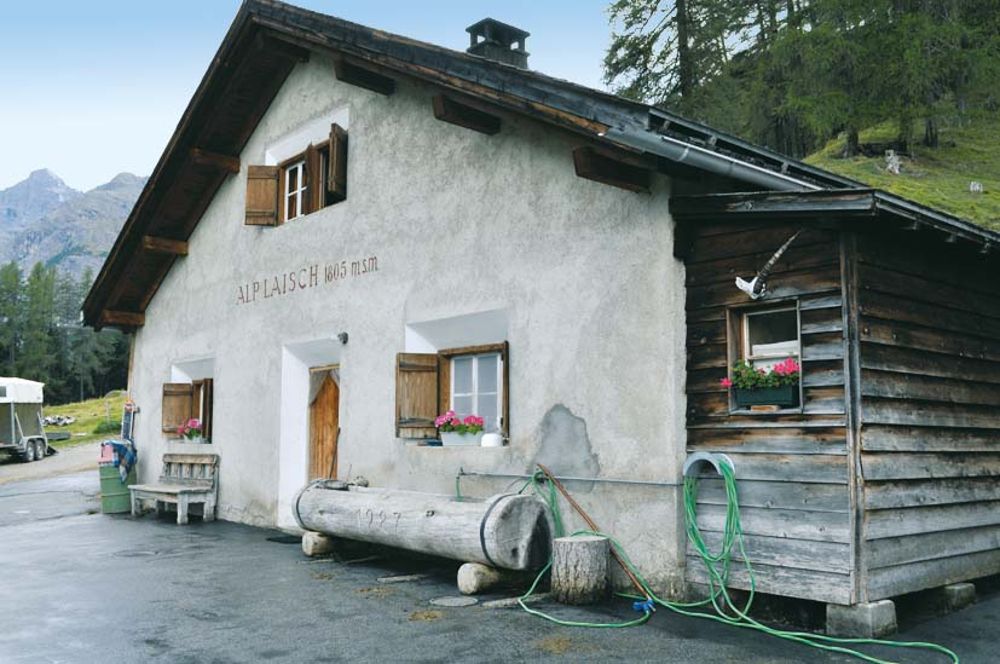 Alp Laisch