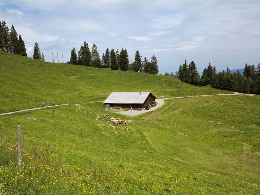 Alpe Schöner Mann