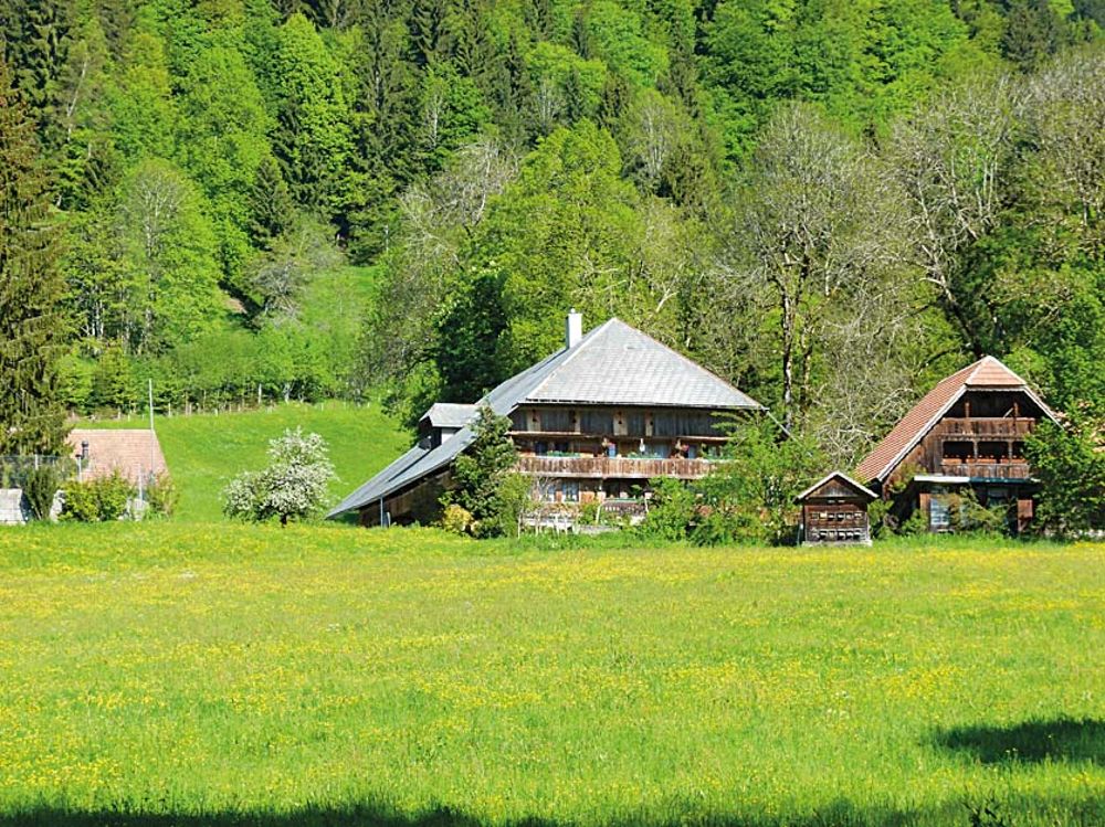 Schärmtanne Beizli